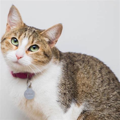 Los Gatos Son Mejores Cazadores Que Los Perros 