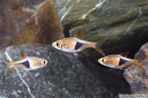 RASBORA HETEROMORHA TETRA Florida Bred large - Bluegrassaquatics.com