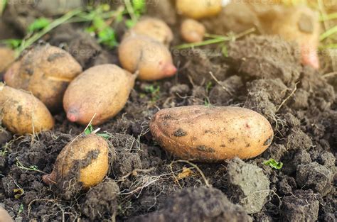 pommes de terre crues fraîchement creusées sur le sol d un champ