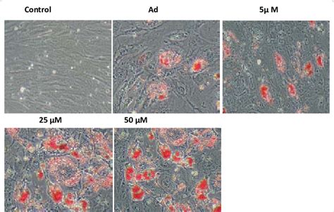 Photographs Of Hmsc Cells Treated With Adox On Day All Cells Were