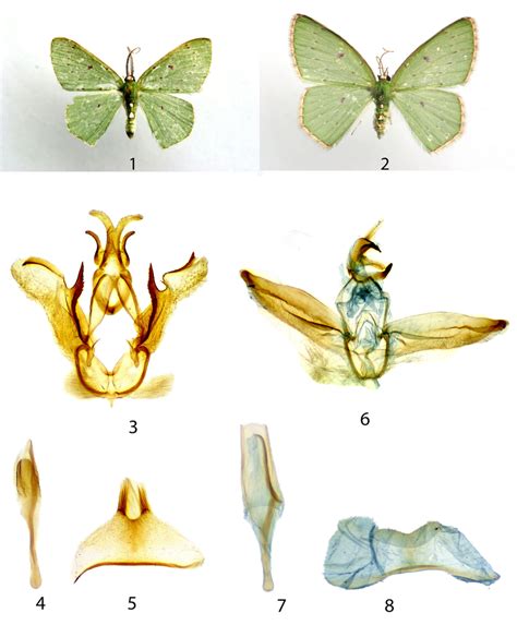 Moths And The Male Genitalia Of Haruchlora Gen Nov And Lissochlora