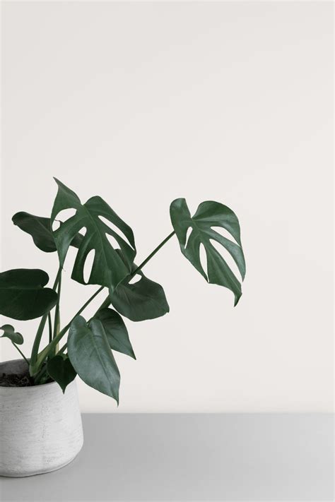 Indoor Plants Wallpapers - Top Free Indoor Plants Backgrounds ...