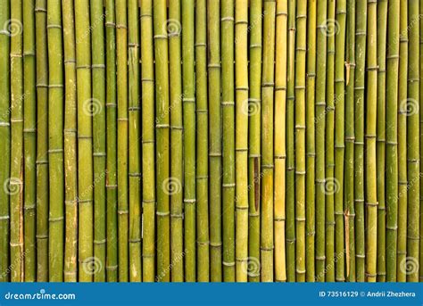 Fundo De Bambu Amarelo Verde Riscado Velho Da Cerca Imagem De Stock