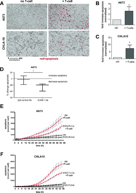 Ewing Tumor Cells With Lower Ews Fli1 Level Are More Resistant To