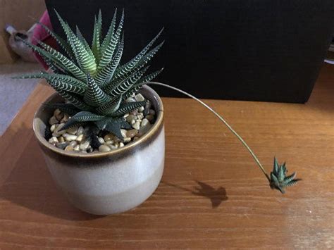 Do Haworthias Flower What To Do With Blooming Haworthia