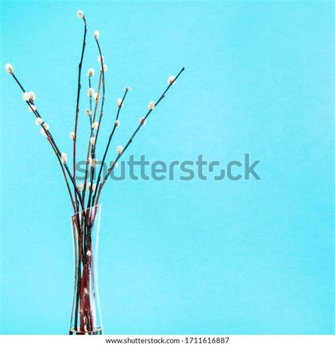 Pussy Willow Sunday Palm Sunday Feast Stock Photo Shutterstock