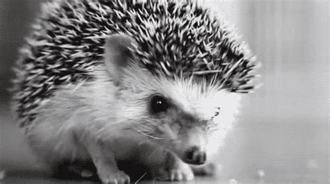 baby hedgehog on Tumblr