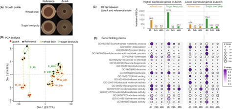 Global Transcriptome Profile Of The A Niger Δcrea And Reference