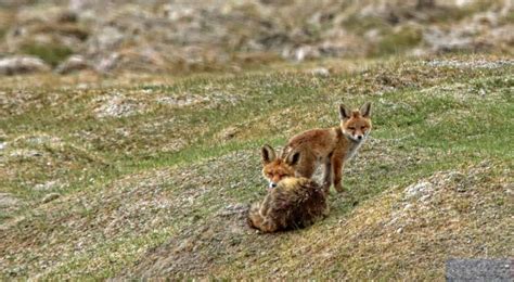 How to glimpse the elusive Snow Leopard in India's Ladakh