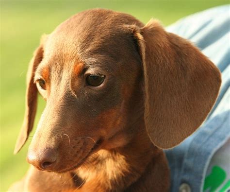 10 Breeds Of Dogs With Big Ears