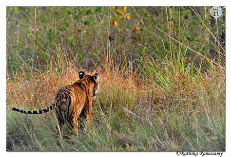 Rathika Ramasamys Wildlife Photography Tigers Tigerdd32771