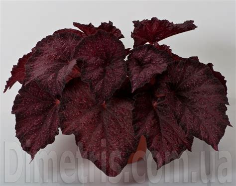 DS-Малинка | Begonia, Catalog, Variety