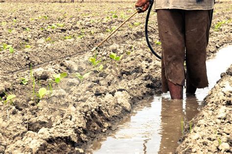 Malas Prácticas En La Aplicación De Productos Químicos Agrícolas Foto