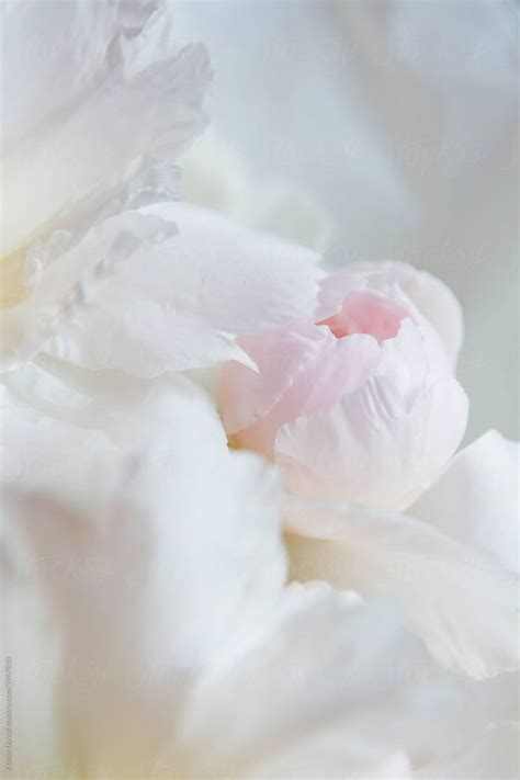 Soft Pink Peony Flower By Stocksy Contributor Kristin Duvall In