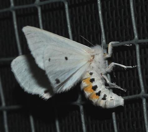 L Pidopt Re Spilosoma Virginica Bugguide Net