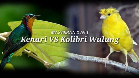 Masteran In Kenari Vs Kolibri Wulung Youtube