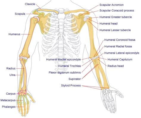 Upper Limb Bones and Joints - IntakeLearn