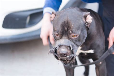 Pitbull Dog Attack Stock Photos, Pictures & Royalty-Free Images - iStock