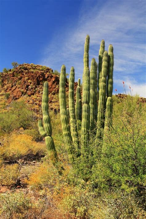 Organ Pipe Cactus In Organ Pipe Cactus National Monument Stock Image