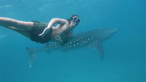 Oslob Moalboal Dive Whaleshark Snorkel Sardines Turtles Getyourguide