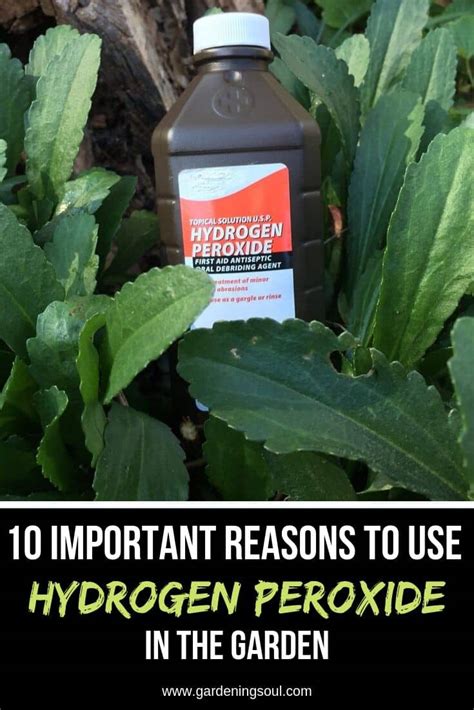 10 Important Reasons To Use Hydrogen Peroxide In The Garden