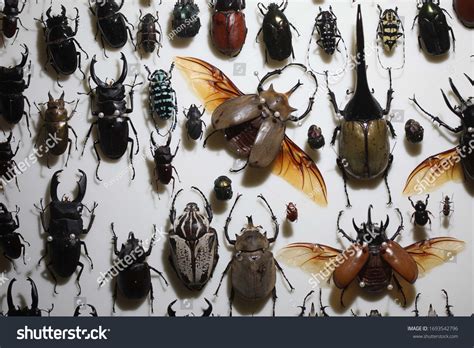 Entomology Insect Frame Beetle Collection Taxidermy Stock Photo