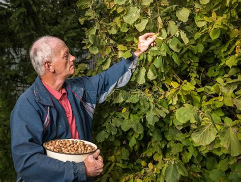 Farmer Harvesting Fresh Hazelnuts Stock Image Image Of Freshness