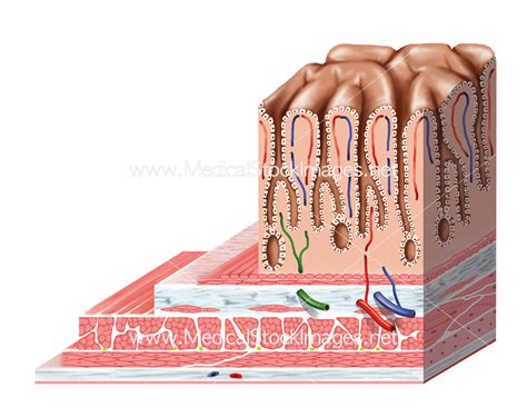 Layers of the Stomach – Medical Stock Images Company