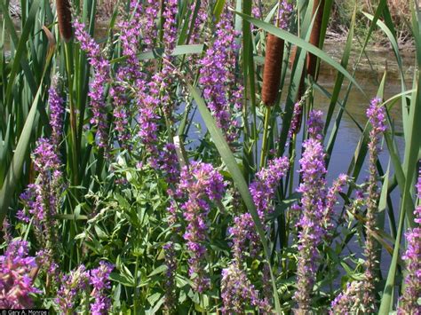 Purple loosestrife - West Multnomah Soil & Water Conservation District