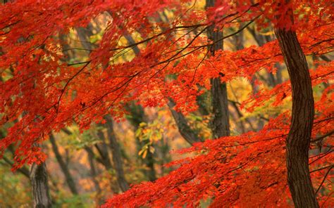 Fall Foliage Desktop Wallpaper ·① Wallpapertag