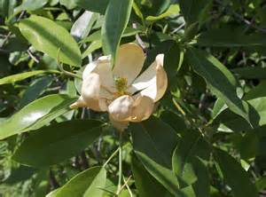 Sweetbay Magnolia - Watching for WildflowersWatching for Wildflowers