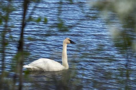 Bumblebees, bats, birds and more added to Michigan’s threatened ...