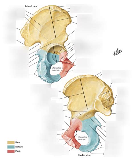 Diagram Of Hip Osteology Quizlet