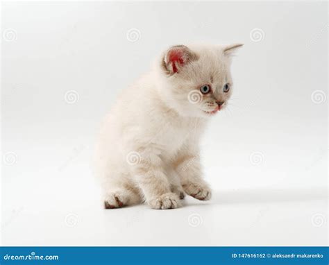 Pouco Gatinhos Engraados Em Um Fundo Branco Foto De Stock Imagem De