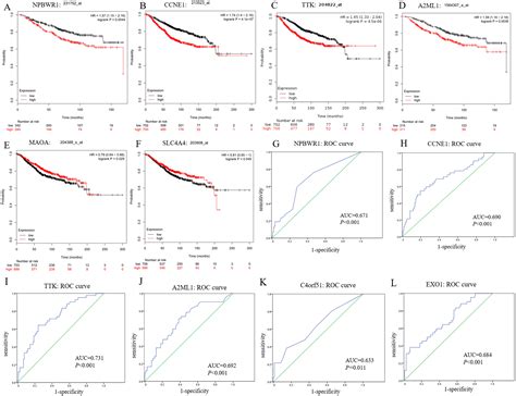 Differentially expressed genes and key molecules of BRCA1/2-mutant
