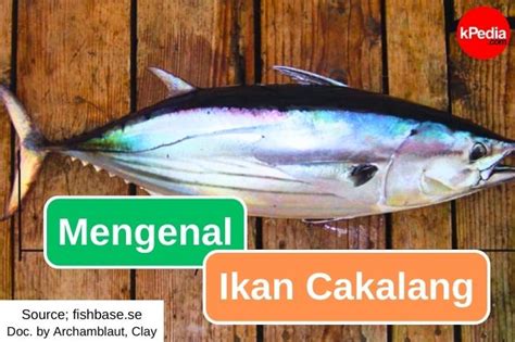 Mengenal Ikan Cakalang Entertainment