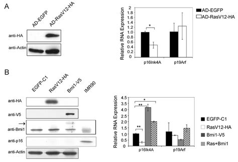 Figure Seven Regulation Of P16Ink4A And P19Arf Expression By RasV12