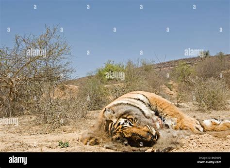 Dead tiger hi-res stock photography and images - Alamy