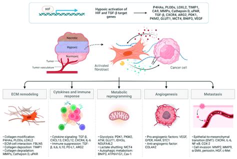 CAF Mediated Cancer Progression In Hypoxia Several Mechanisms Are