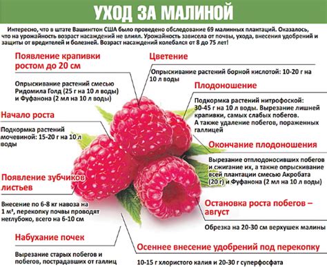 Малина Карамелька. Описание сорта, фото, отзывы садоводов, особенности ...