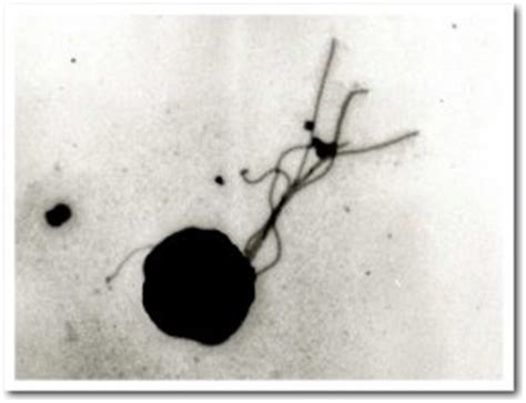 Thermococcus - Alchetron, The Free Social Encyclopedia 