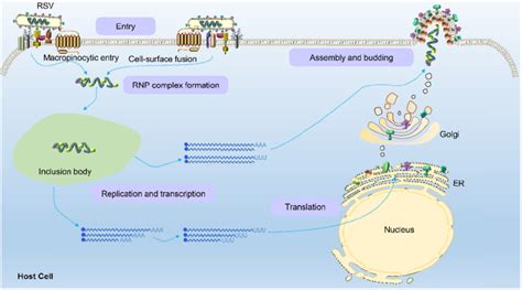 Schematic Of The RSV Life Cycle RSV First Enters The Host Cell Via