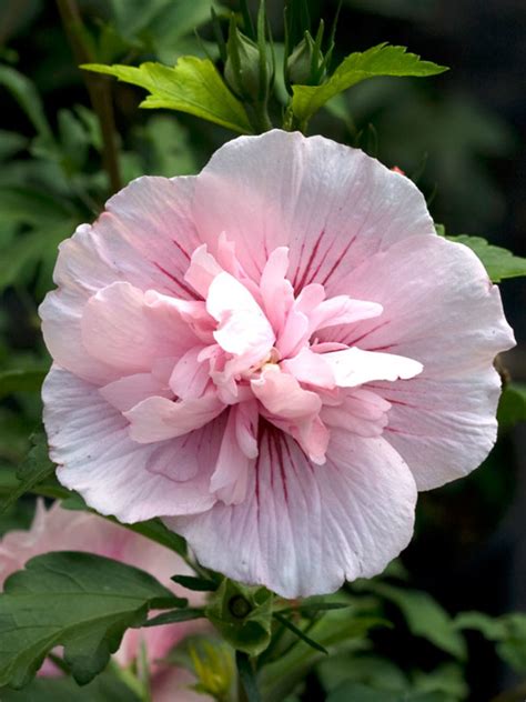 Hibiscus Pink Chiffon® Bluestone Perennials