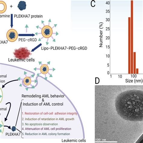 Synthesis And Characterization Of Lipo Plekha Peg Crgd Nanoparticles