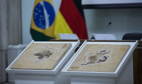 Nordeste recebe de volta fóssil histórico de 110 milhões de anos