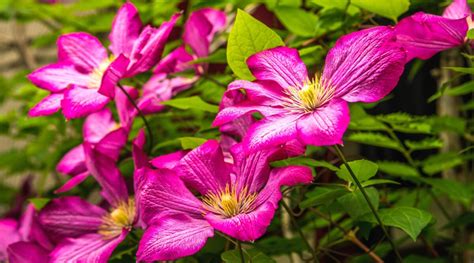 Is Clematis Considered an Annual, Biennial, or Perennial Plant?