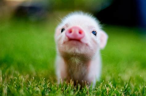 cute baby animal wallpapers  wallpaperdog