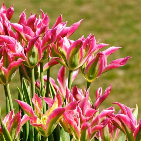 Que Sont Les Tulipes Viridiflora En Savoir Plus Sur La Culture Des