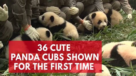 36 giant panda cubs fight for your attention in first public appearance ...