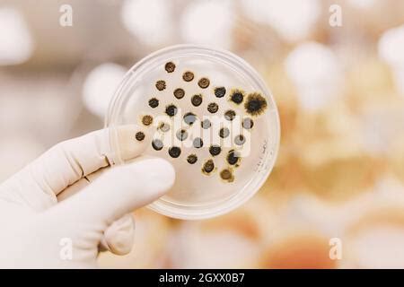 Untersuchung Von Schimmel Und Bakterien In Einer Petrischale Mit Rotem